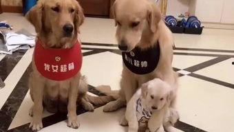 娱乐吃瓜酱送小狗视频